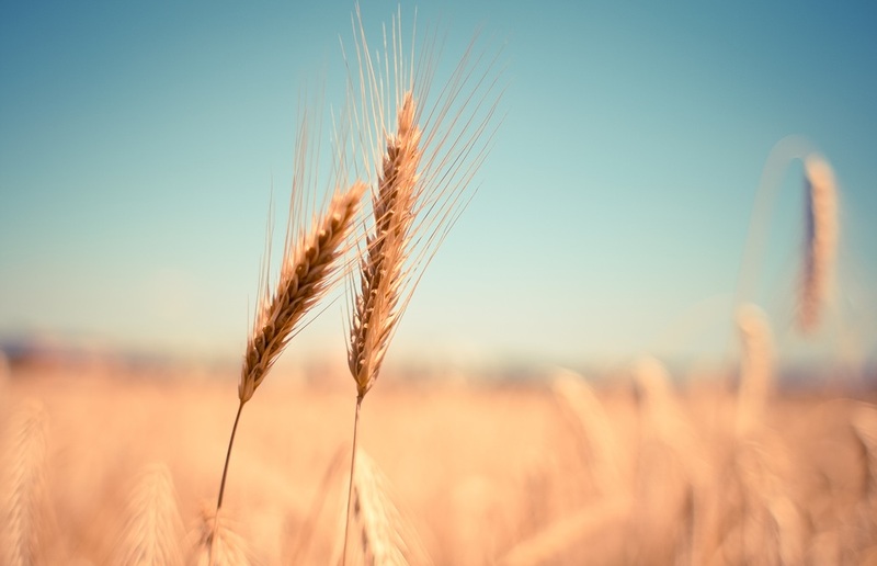'Wenn das Weizenkorn nicht in die Erde fällt und stirbt, bleibt es allein; wenn es aber stirbt, bringt es reiche Frucht'. / Foto: Pixabay